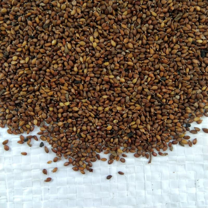 [夏枯草种子批发]河北保定安国市夏枯草种子 20.00元/斤出售 _ 一亩田