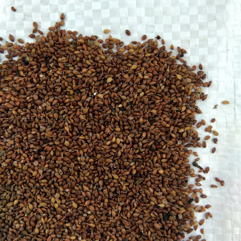 [夏枯草种子批发]河北保定安国市夏枯草种子 20.00元/斤出售 _ 一亩田