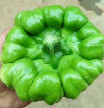 [姜柄瓜批发]姜饼瓜价格6.50元/公斤 - 一亩田