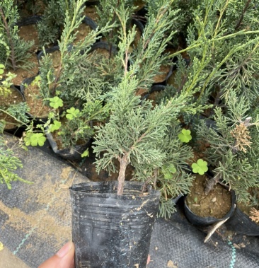 济州真柏 真柏小苗 盆景苗 嫁接3年苗扦插苗
