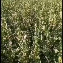大量供应油茶苗，基地直销质量保证价格优惠，欢迎客户订购