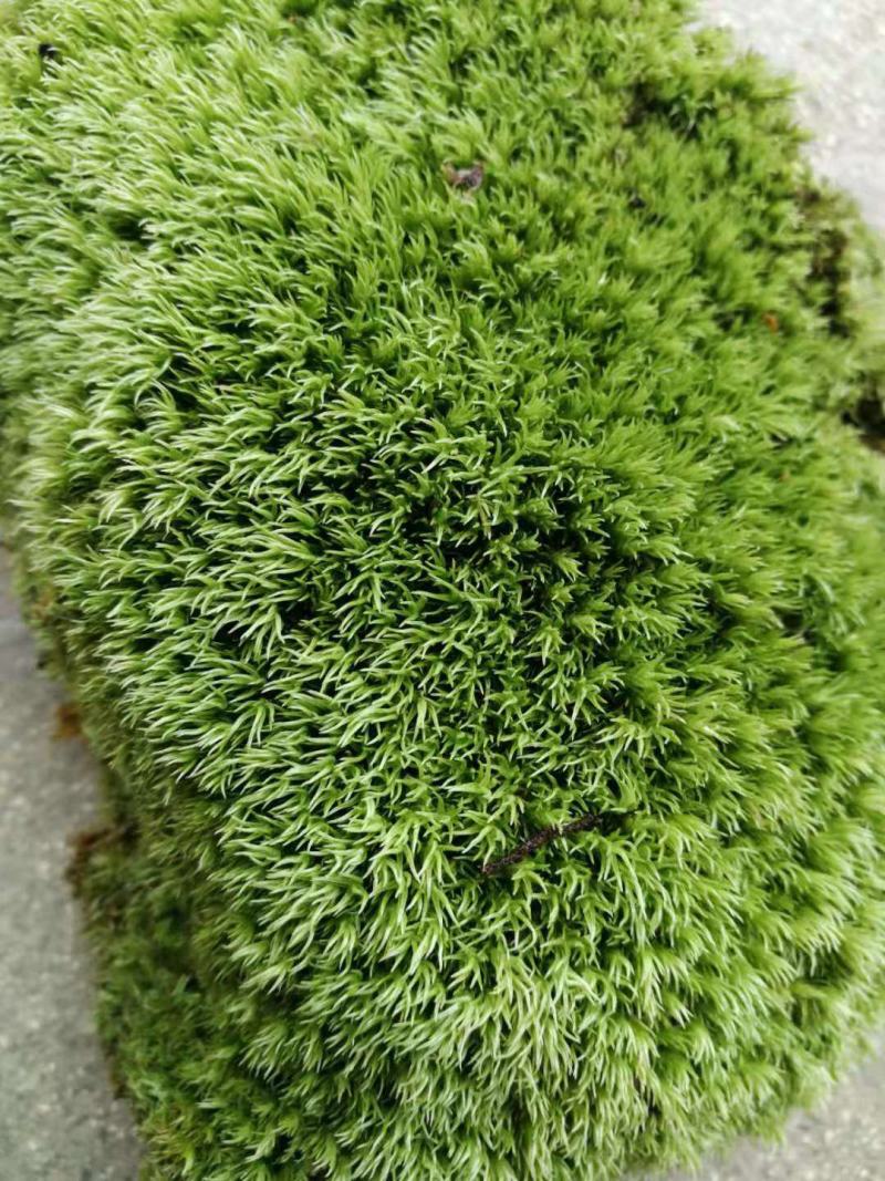 苔藓景观：自然之美与现代生活的完美融合
