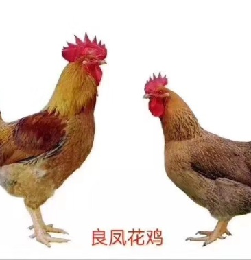 [朗德鹅苗批发]广西良凤鸡苗批发,包疫苗,包成活率 包技术指导 价格优