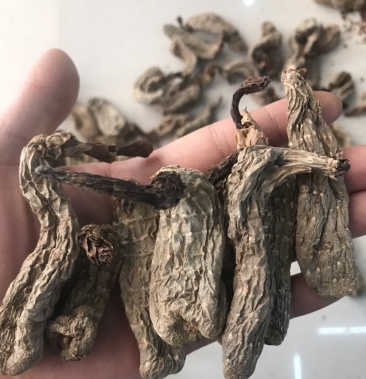 云南昭通野生春麻春天天麻野生乌天麻红天麻丽江天麻片