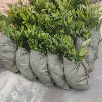 龙船花