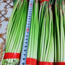 邳州精品鲜嫩绿小红帽蒜苔即将大量上市，适合发每个市场