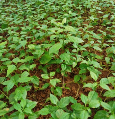 岗梅芽苗大量现货供应一次种植长期收益市场需求量大