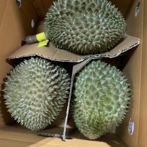 8kgs玛雅榴莲,泰国果园采摘，顺丰包邮到家！