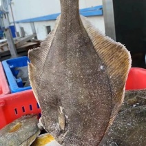 俄罗斯深海黄金鲽鱼
