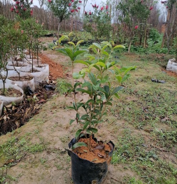 [四季桂批发]四季黄金桂价格2.00元/棵 - 一亩田