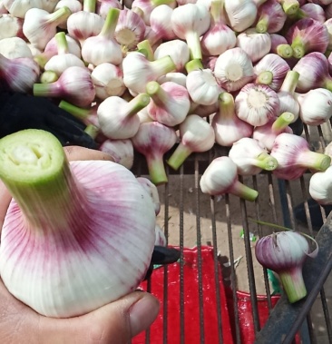 新鲜大蒜扒皮蒜毛蒜大量上市中价格便宜质量好