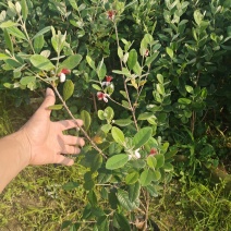 菲油果苗