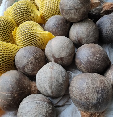 [椰子批发]海南老椰大量批发零售,坏果包赔100个起批价格5.