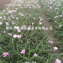 红花韭兰，红花葱兰，自产自销，山东货源，