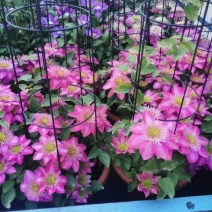 铁线莲，花色全，基地量大货源充足，自产自销