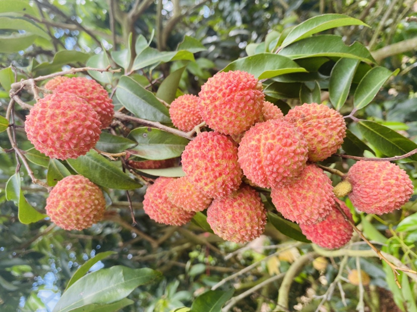 一片成熟的早红荔枝果园,果实饱满、色泽鲜红,挂在枝头等待采摘 早红荔枝果园