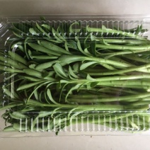 费菜、养心菜、救心菜、高钙菜，产地直销，保证质量！