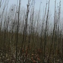 大量出售1～3公分枫杨树苗