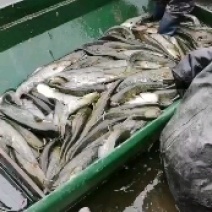 鲶鱼
