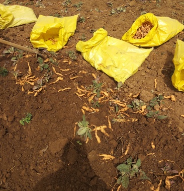 温县脱毒地黄栽脱毒三号吨王等多个高产优质品种