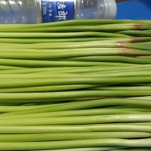 邳州精品小红帽，即将大量上市，适合每一个市场需求