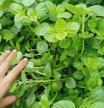 [批发]烧仙草苗价格1.00元/棵 - 一亩田