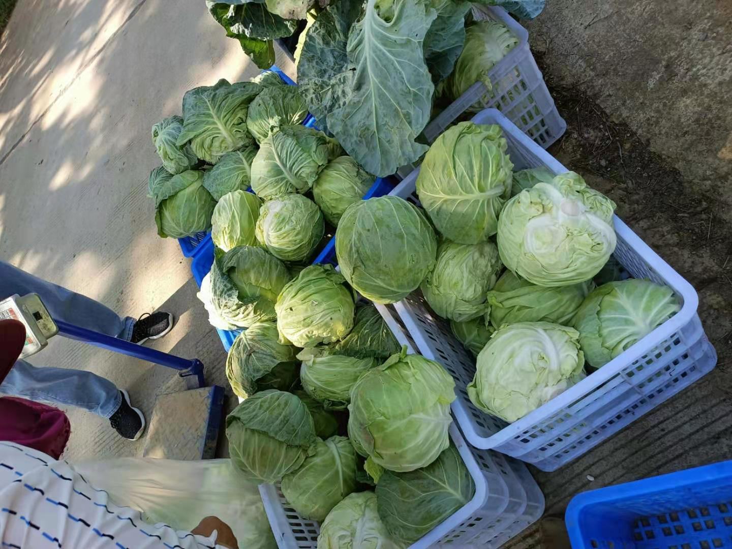 特大牛心甘蓝在批发市场分拣包装场景