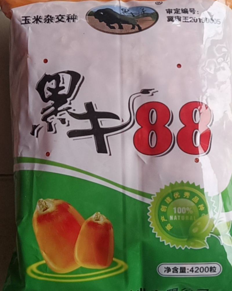 黑牛88玉米种子,厂家直销,种子中的宝马奔驰