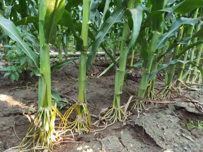 黑牛88玉米种子,厂家直销,种子中的宝马奔驰