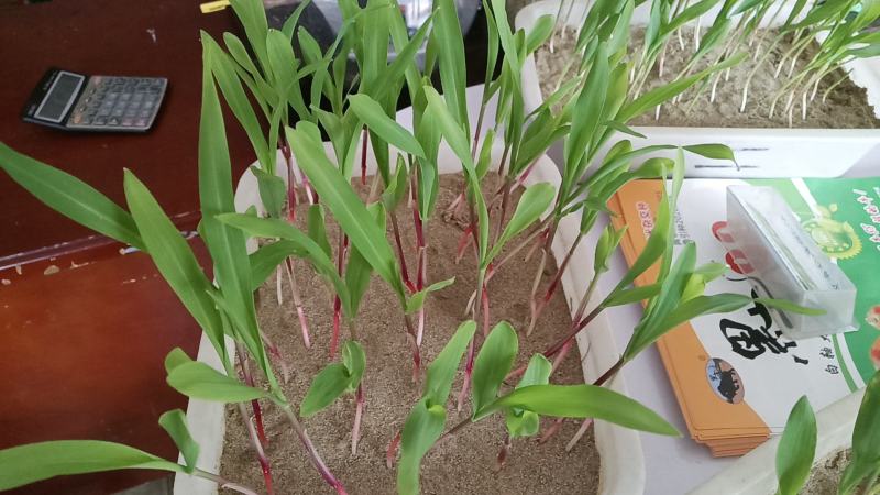 黑牛88玉米种子,厂家直销,种子中的宝马奔驰