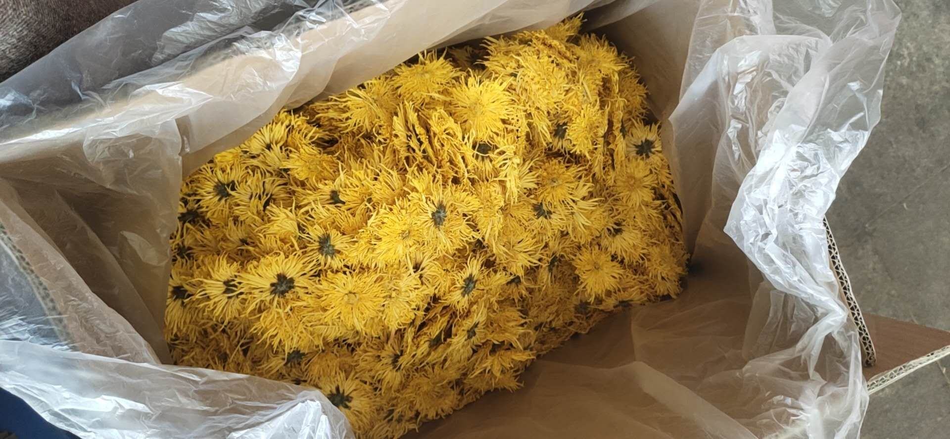 金丝皇菊泡水喝的正确方法