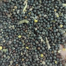 油菜籽