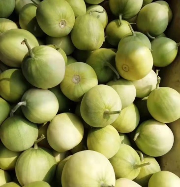 马连庄甜宝甜瓜现在大量上市中口感脆甜质量保证