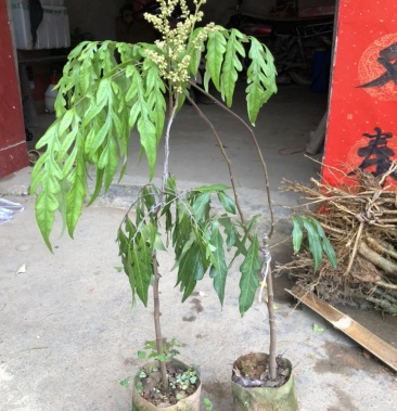 泰国进口无核龙眼苗 0.5～1米 西瓜叶片