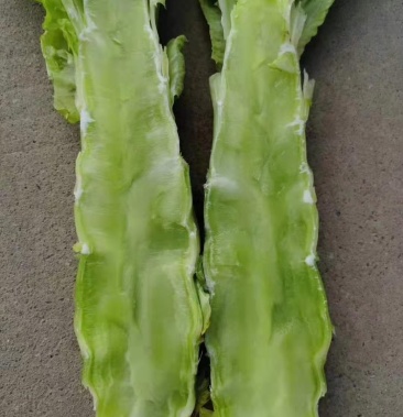 河南红叶莴笋大量有货,欢迎顾客前来采购合作