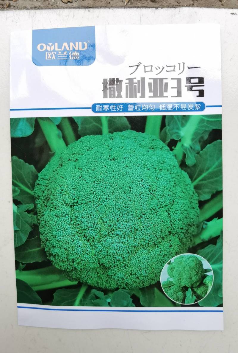 西兰花种子,欧兰德撒利亚3号,进口耐寒小米粒低温不发紫