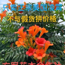 只卖正宗美国凌霄凌霄苗不与假货拼价格基地直销提供发票