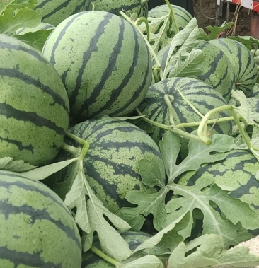 [西瓜批发]睢宁魏集西瓜上市了价格1.90元/斤 - 一亩田