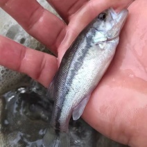 加洲鲈鱼苗，抗病毒力强，生长速度快，苗场直供，质量质数。