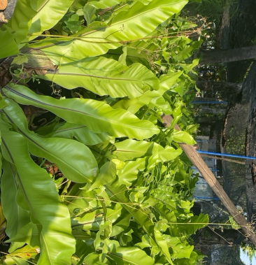 台湾蕨菜 又名 台湾山苏菜