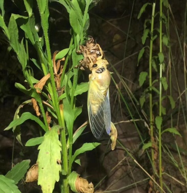 金蝉,白蝉,活体速冻,爬蚱,知了猴银蝉