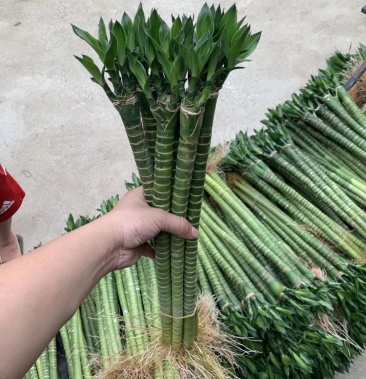 竹农直发带根易养活多芽多头龙竹观音竹荷花竹转运竹子弯竹子