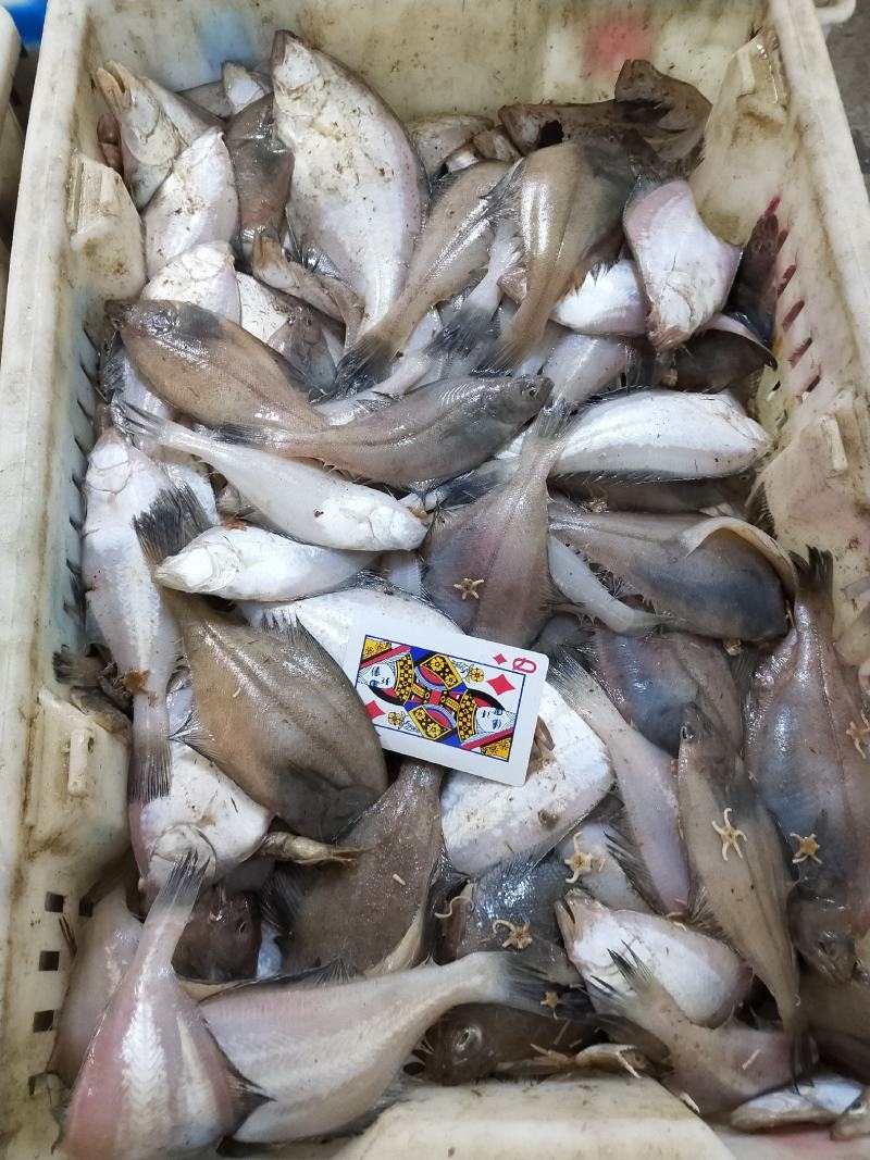 偏口鱼,小嘴鱼,大小规格全