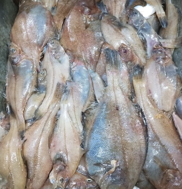 偏口鱼小嘴鱼大小规格全