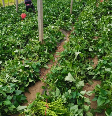 [红薯苗批发]西瓜红脱毒大田苗价格0.10元/棵 - 一亩田