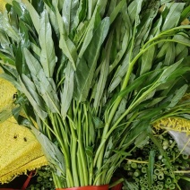 空心菜，质量保证，产地直供，一手货源，量大从优