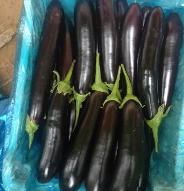布雷塔长茄紫光园茄常年代办,诚心经营,产地直供山东聊城莘