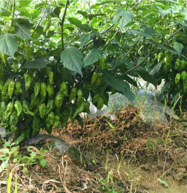 魔鬼辣椒,云南涮涮辣