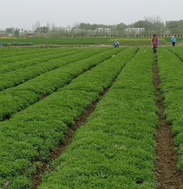 [元胡批发]元胡价格6.00元/斤 - 一亩田