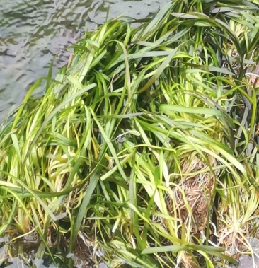 水生植物净化水质淡水养殖龙虾螃蟹专用水草短叶苦草四季常青